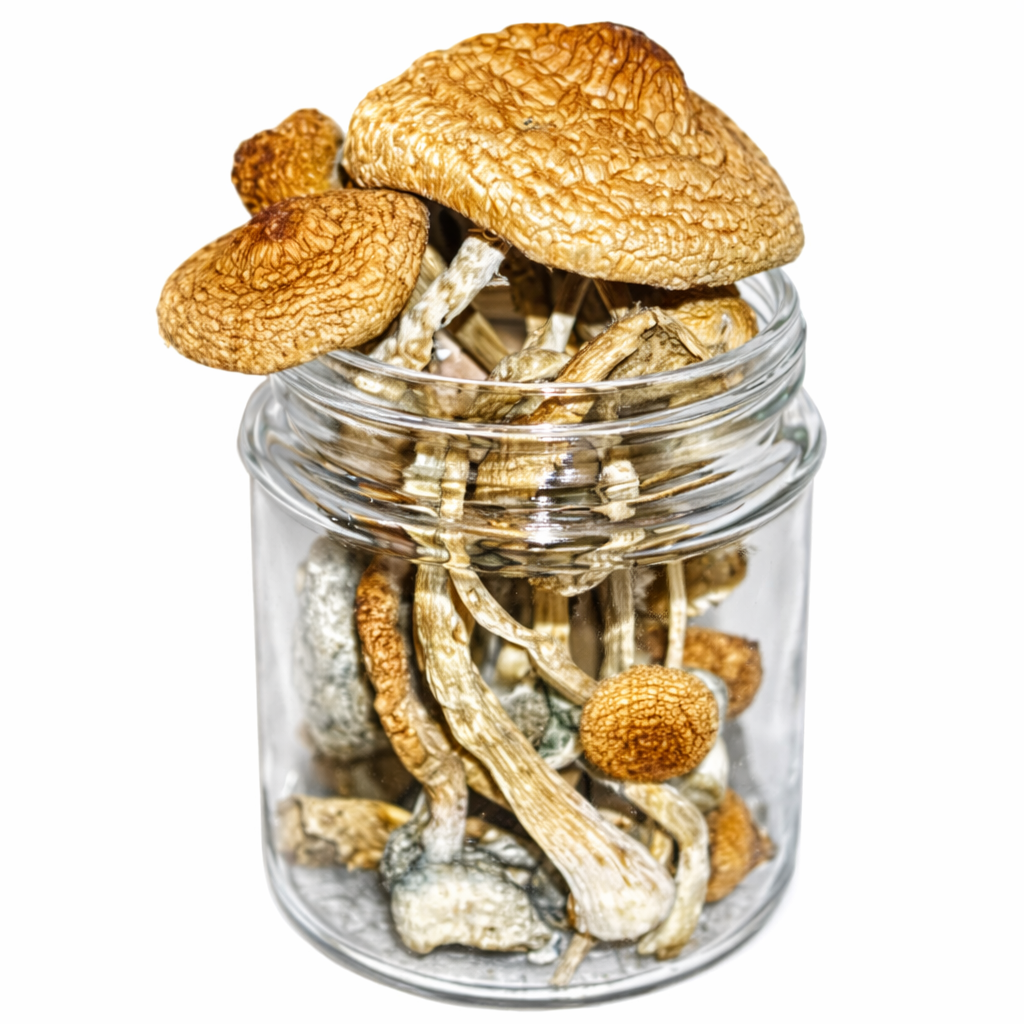 Golden Teacher Magic Mushrooms