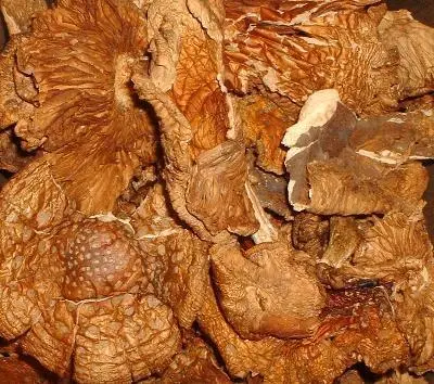 amanita muscaria mushroom